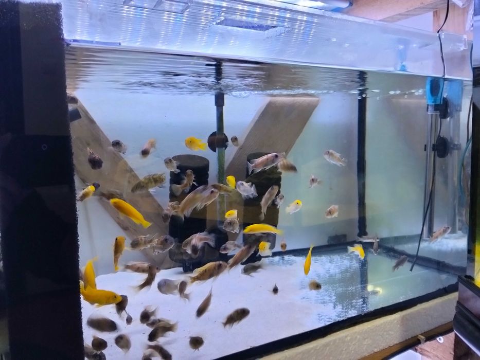 Ciclínios africanos