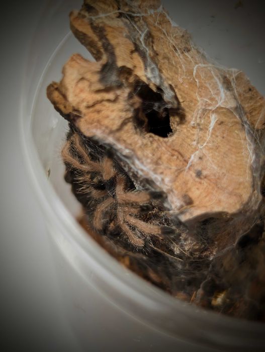 Ptasznik Avicularia avicularia L3/4