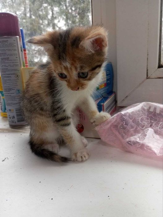 Віддам в добрі руки 3 кошенята