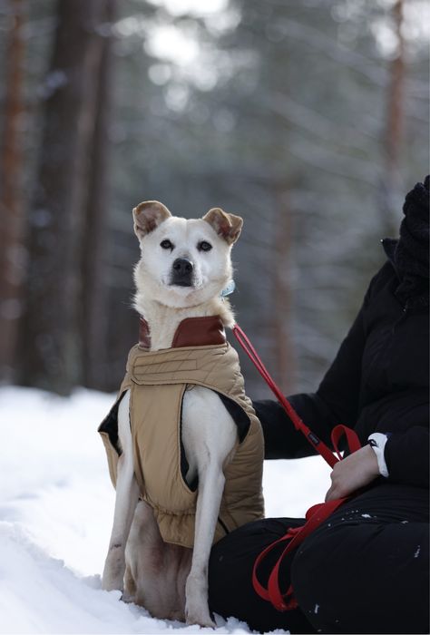 seniorka Selena do adopcji