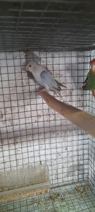 Casais de agapórnis