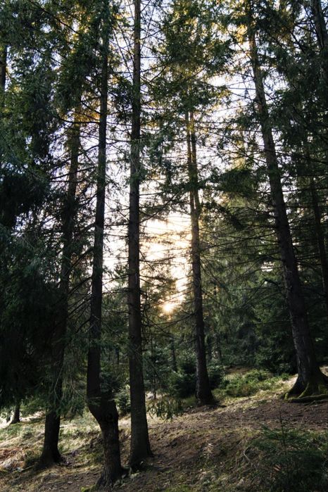 Комерційна нерухомість в горах. ТОРГ до перемоги. Дохід з перших днів.