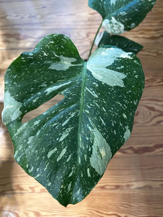 Monstera Thai Constellation