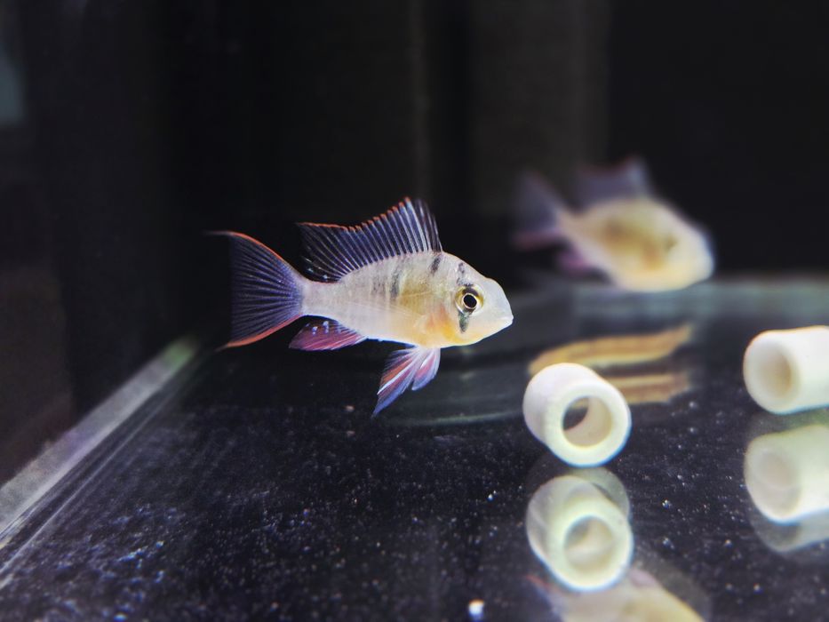 Pielęgniczka Boliwijska (Mikrogeophagus altispinosus)