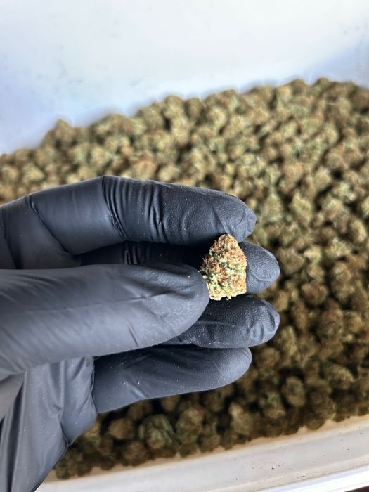 Susz CBD INDOOR Polska najwyższa jakość od producenta