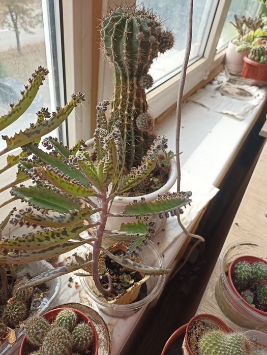 Продам сукулннт каланхоє