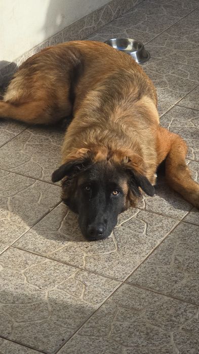 Cachorro Serra da Estrela