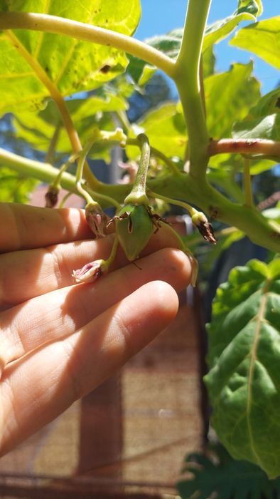 Árvores de fruto em vaso e morangueiros