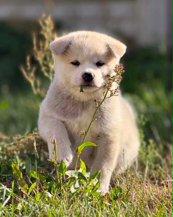 Akita Japońska*Suczka*Hodowla ZKwP