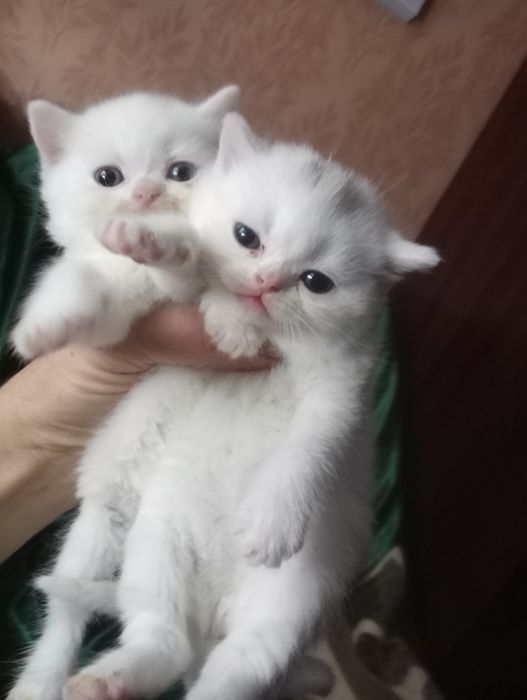 Британские котята разных окрасов