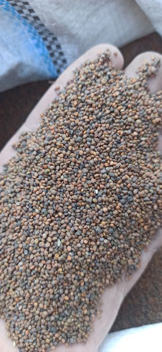 Семена Насіння Руколла есть и опт цена договорная