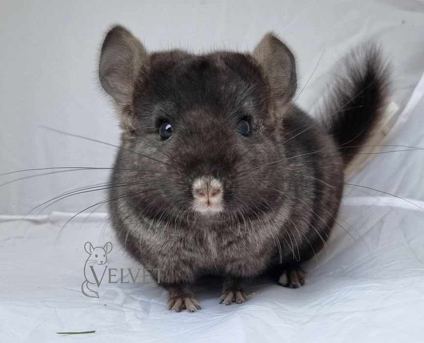Szynszyla szynszyl samica medium dark ebony szaro czarna ciemna