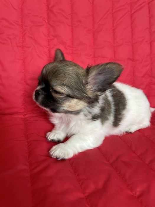 ХлопЧишечки довгошерстні