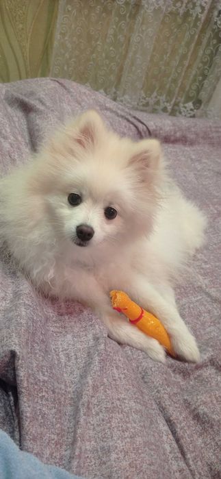 В'язка померанський шпіц м. Горохів