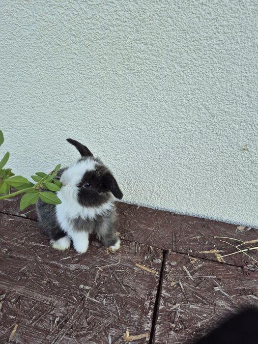 Królik minilopek mini lop