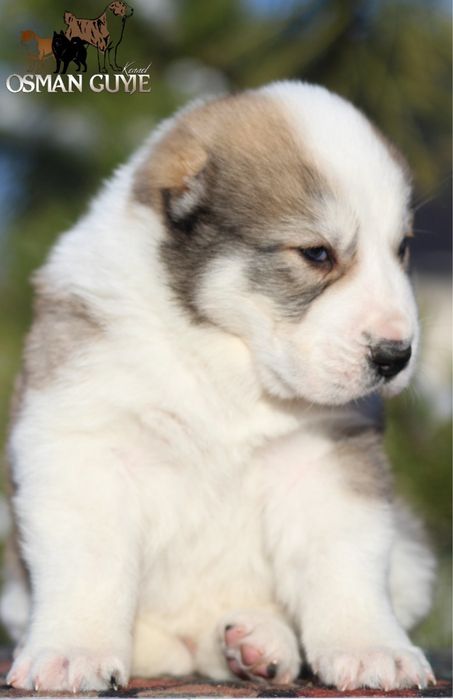 Крупний хлопчик Алабай Середньоазіатська вівчарка