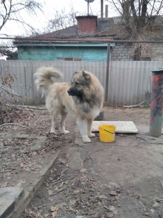 Вязка кавказская овчарка