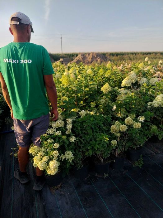 -20% Duża Hortensje bukietowe 7kg w 4. Odmianach