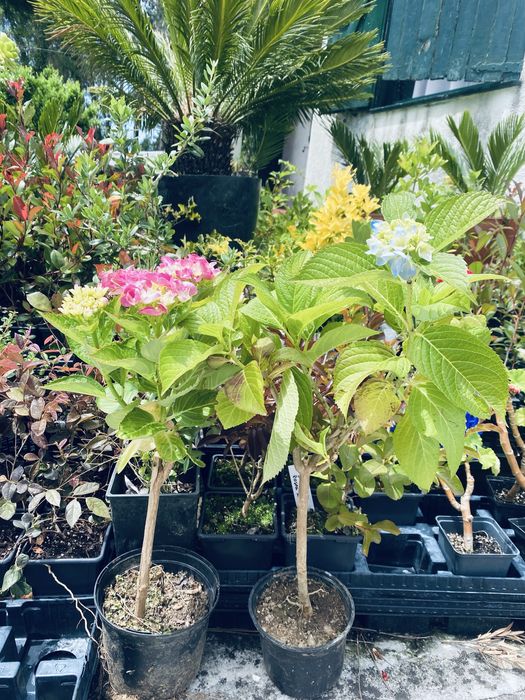 Hortensias/hidrangeas mix ja com flor64286433596929120