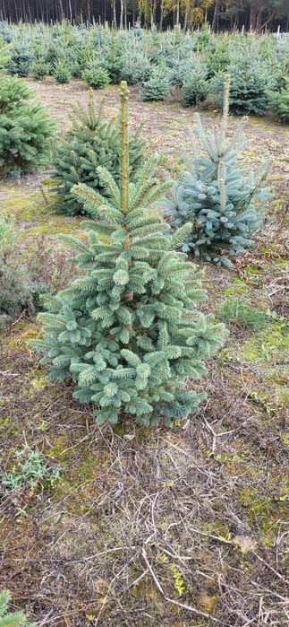 Świerk Srebrny,  pospolity,  jodła kaukaska Hurt-detal