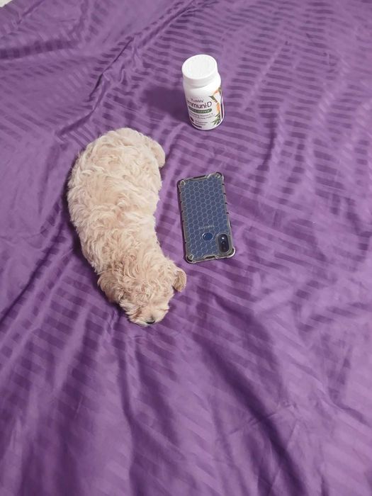 Мультипу. Мальчик F1. SEM. 17.03.2024. ГАРНА ЦІНА !!!