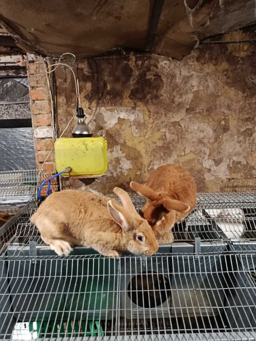 Продам кролів різного віку