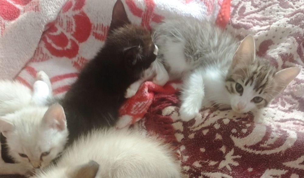 Dou gatinhos pra adocao ler a discricao