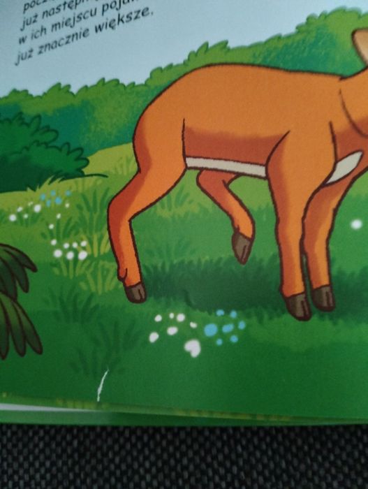 Książeczka Mieszkam w lesie Jeleń