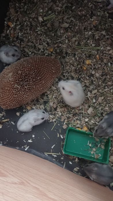 Домашні хомячки джунгарики Клітки