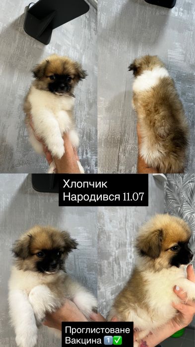 Продам собак пекинес шукають сім’ю