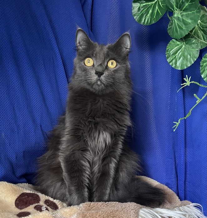 Молоденькая кошечка помесь мейнкуна