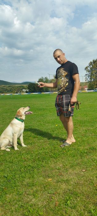 Лабрадор ретривер