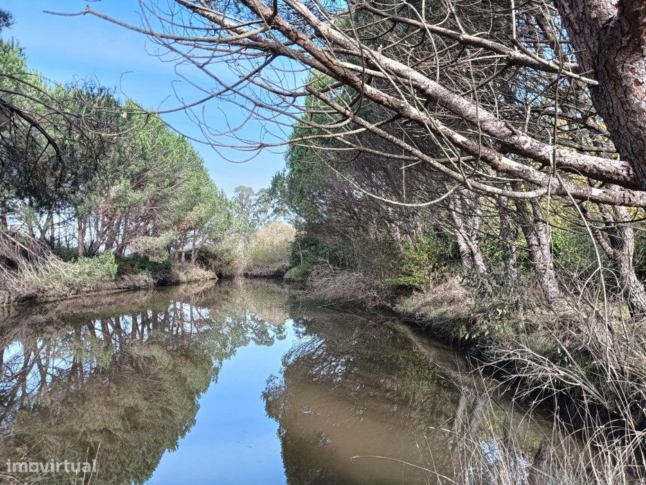 Terreno / Quinta com 6 hectares junto ao rio Boco - Vagos