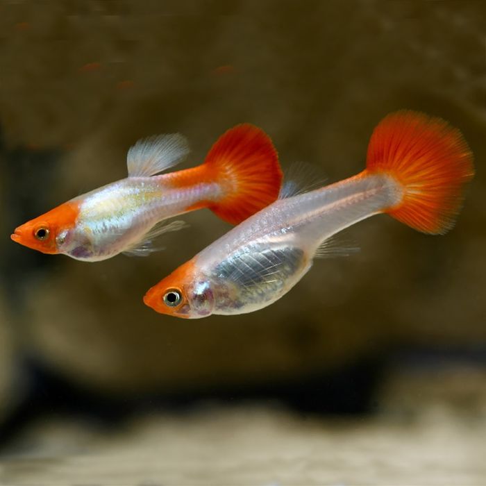 Guppy Red Cap poecilia
