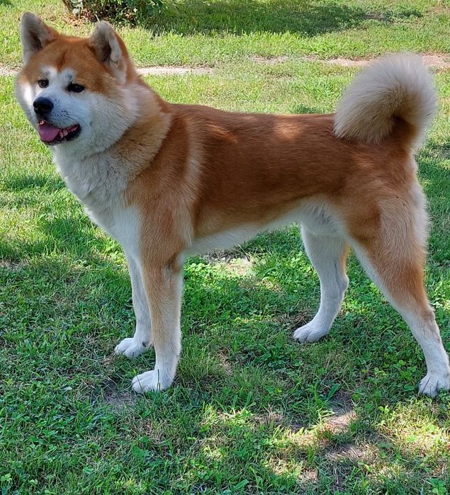 Акіта іну. Мачо.