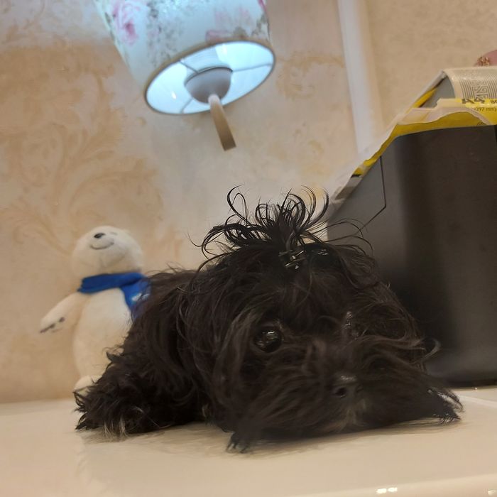 продам щенка Мальтипу