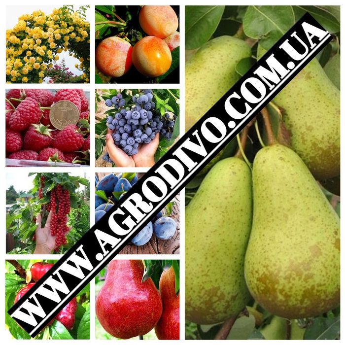 Продажа различных сортов роз, плодовых деревьев и кустарников.