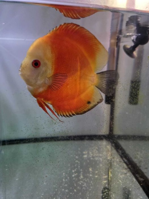 discus com 19 e 15cm