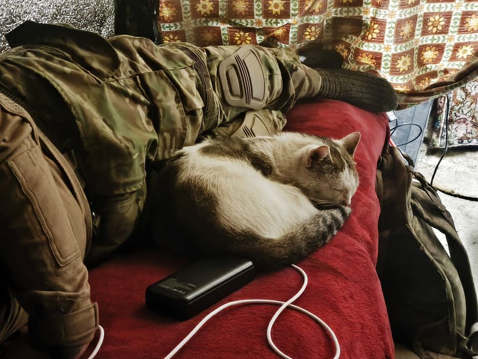 Отдам кота в хорошие руки