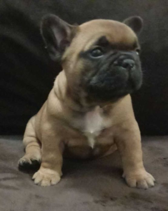 Bulldog Francês afixo Mayday Hill