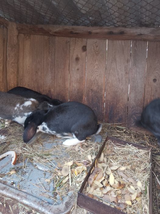 Król króliki sprzedam