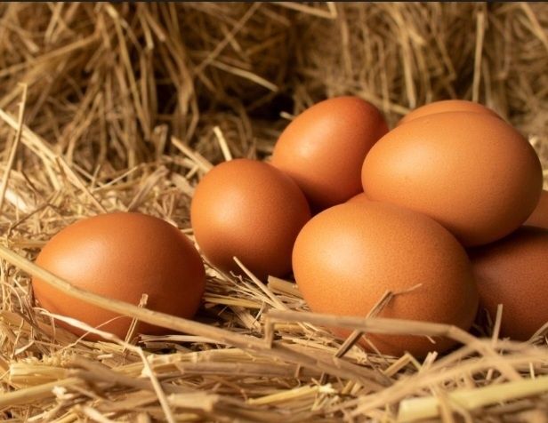 Eko jajka z wybiegu