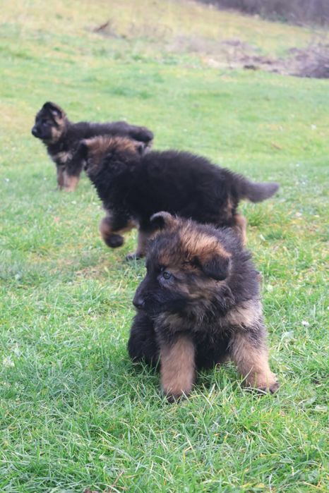 Suczka 10 tygodni Owczarka niemieckiego długowłosy  gotowa do zmiany d