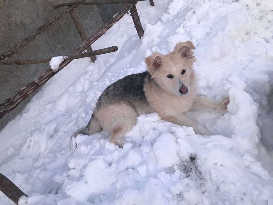 Стерилізована Умка шукає відповідальних батьків!