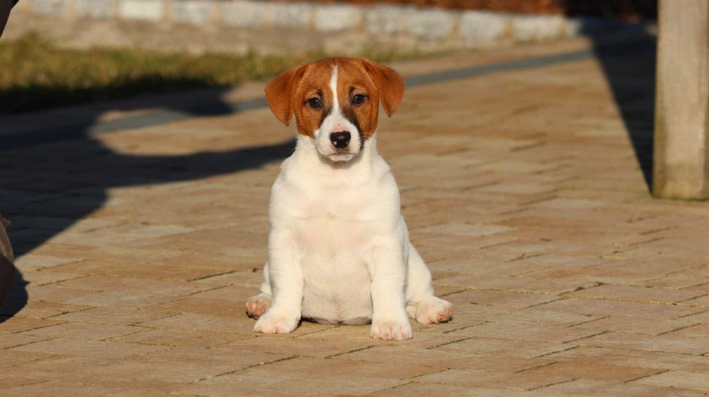 Śliczny Jack Russell Terrier ZKwP FCI-piesek z wzorcowej hodowli