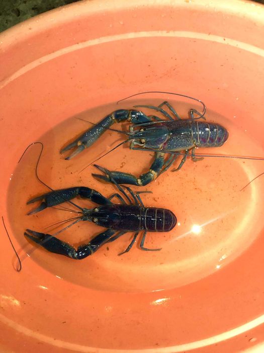 Австралийский рак \ Семьи