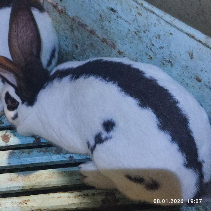 Продам кролів німецький строкатий