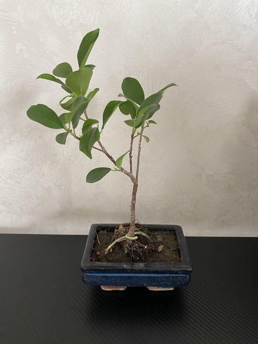 Фікус бонсай Ficus bonsai