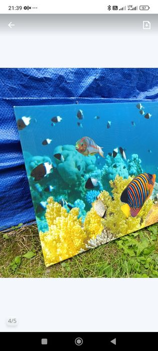 Duży obraz ocean rafa koralowa