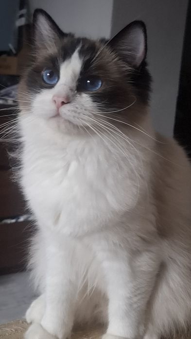 Koteczka seal bi color Fpl